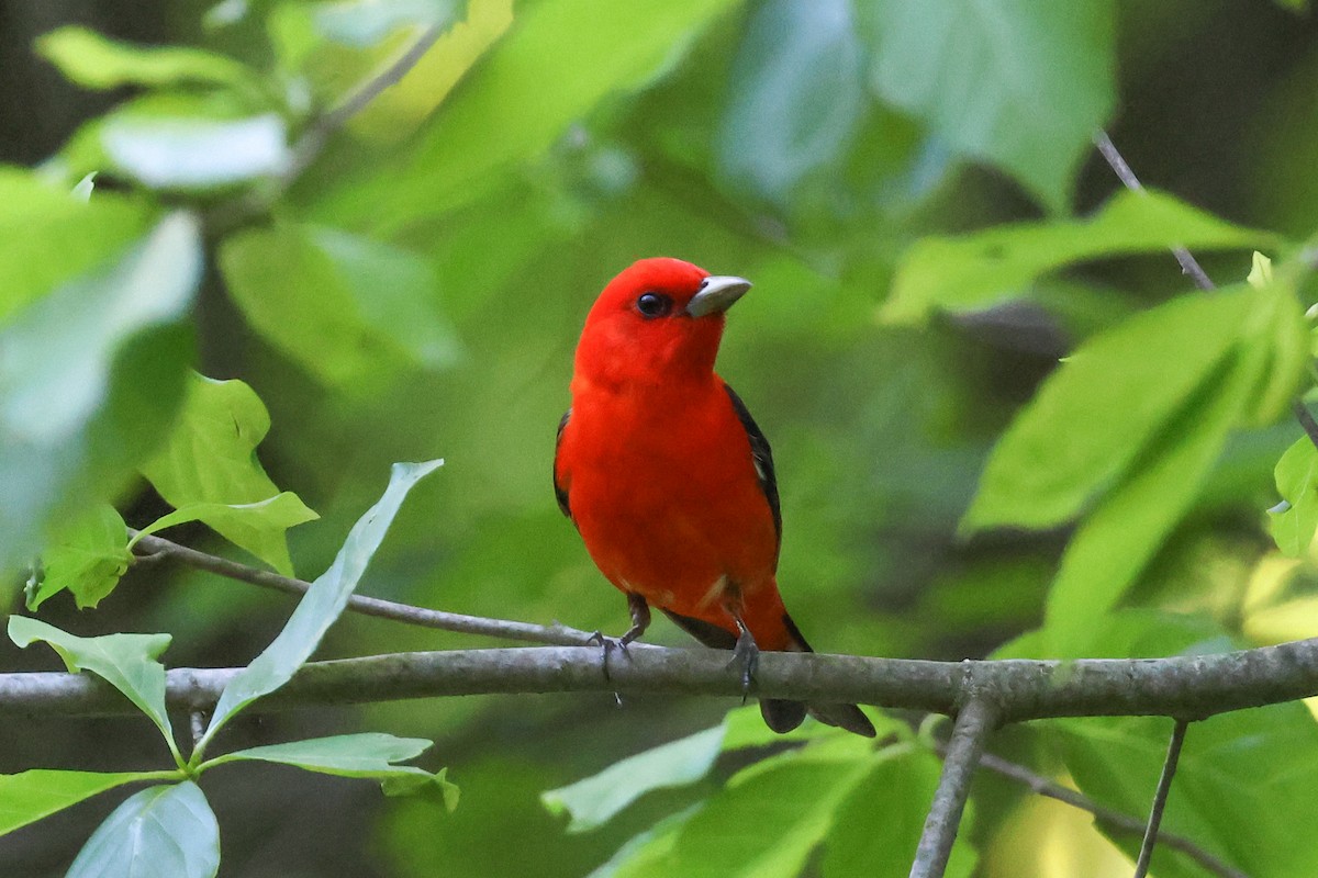 Scarlet Tanager - ML619613328