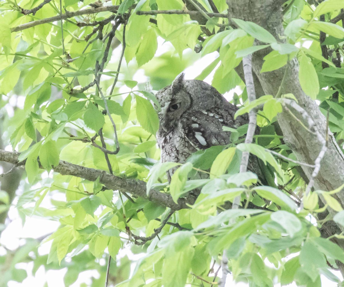 Eastern Screech-Owl - David Crotser