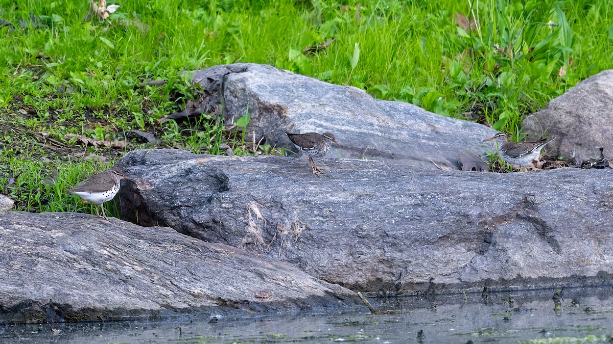 Spotted Sandpiper - patrick horan