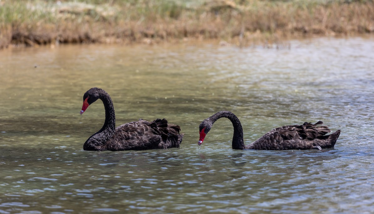Black Swan - Nikos Mavris