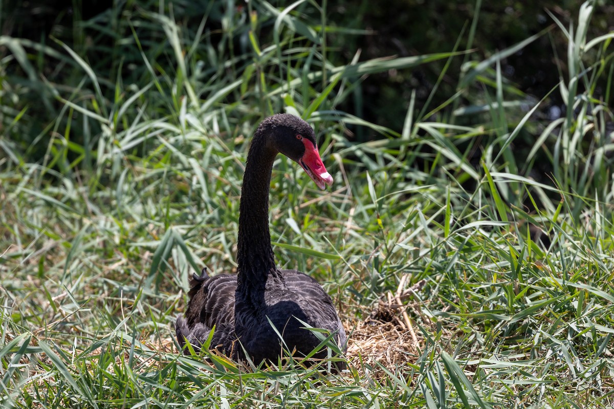 Black Swan - Nikos Mavris