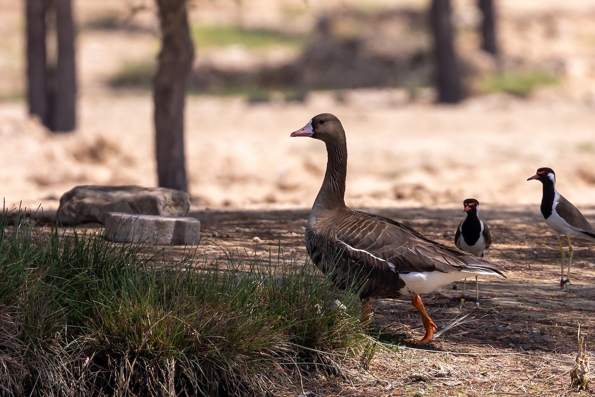 Graylag Goose (Domestic type) - ML619613335