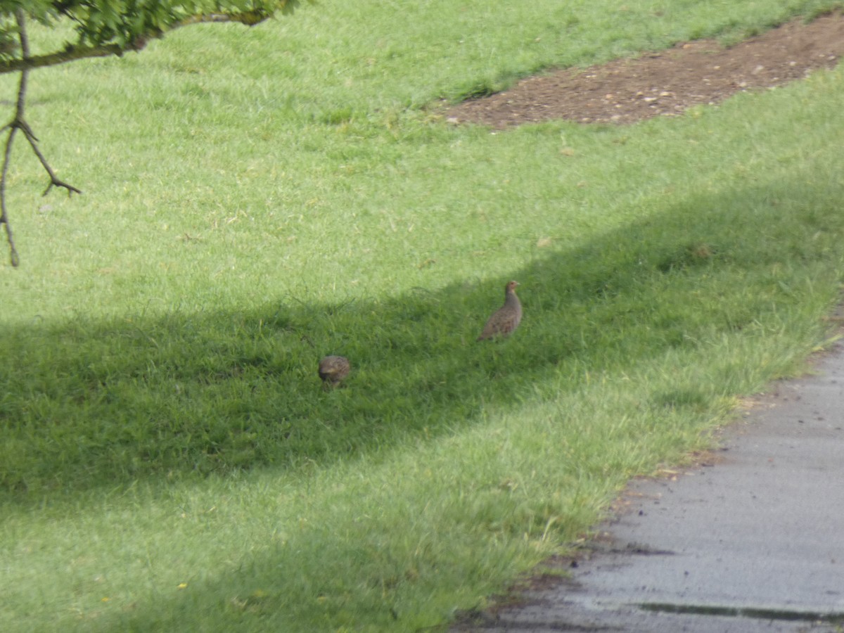 Gray Partridge - Peter Swinden