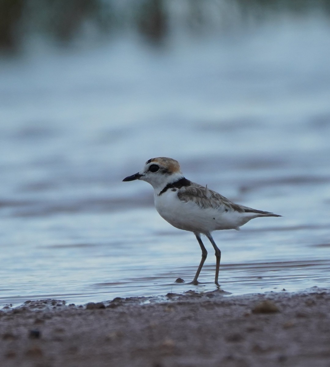 White-faced Plover - paul griffin