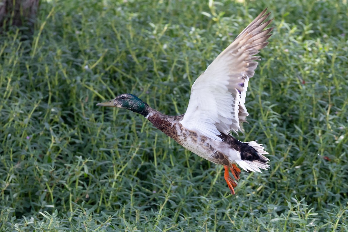 Mallard - Nikos Mavris