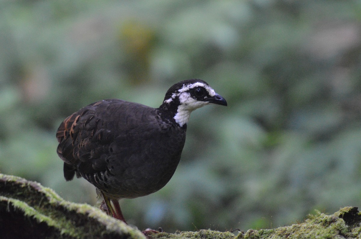 Gray-breasted Partridge - ML619613347