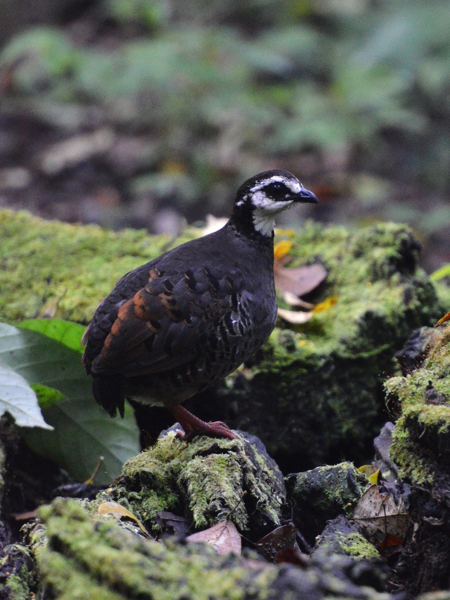 Gray-breasted Partridge - ML619613350