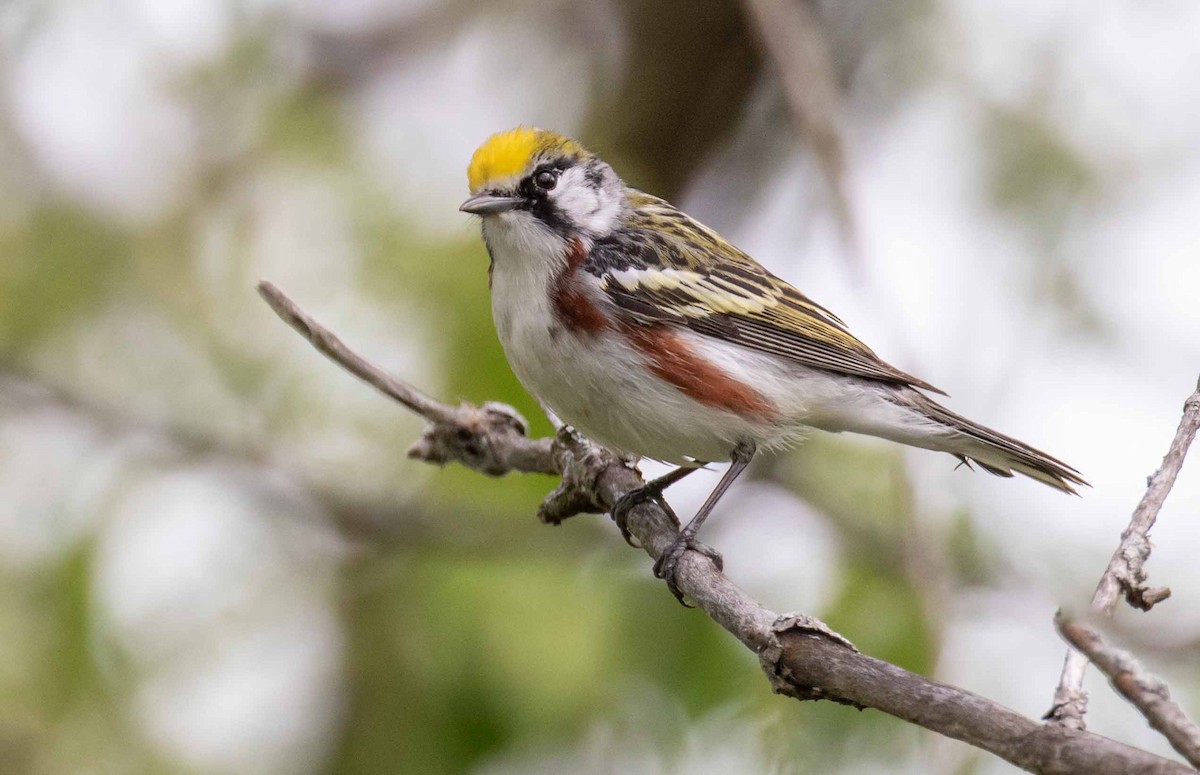 Chestnut-sided Warbler - David Crotser