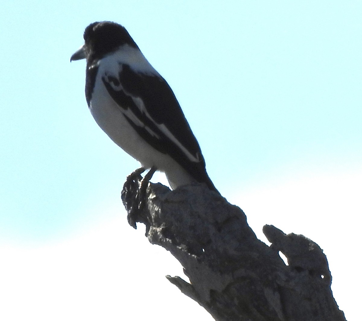 Pied Butcherbird - ML619613357