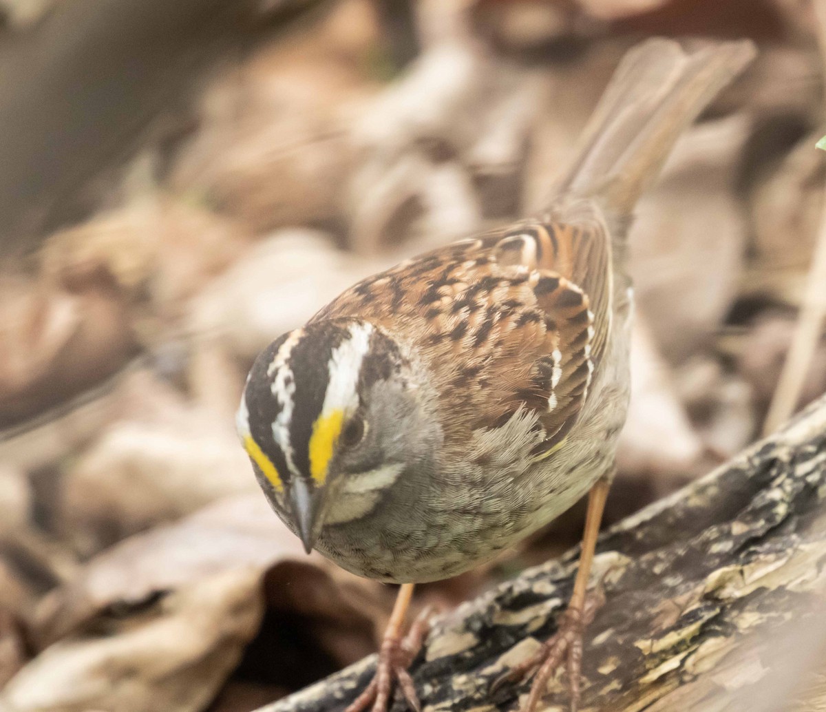 White-throated Sparrow - David Crotser