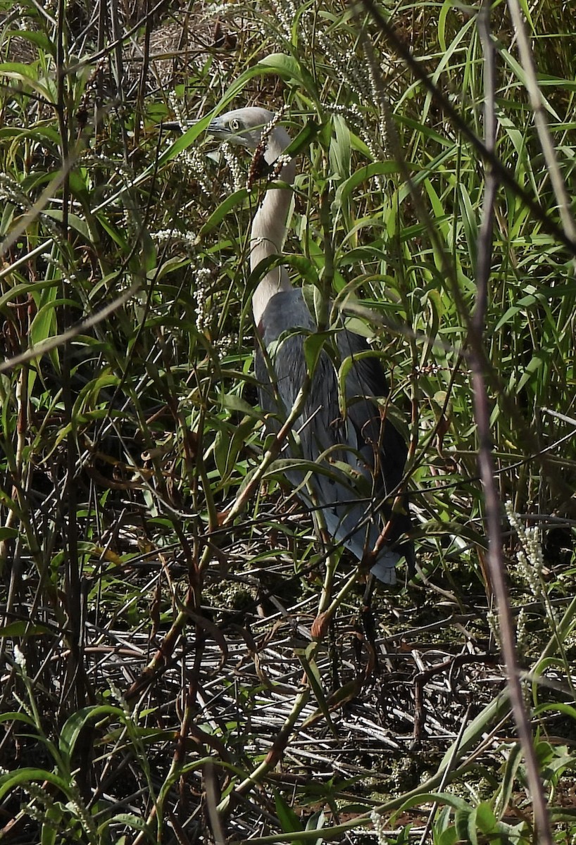 Pacific Heron - Maylene McLeod