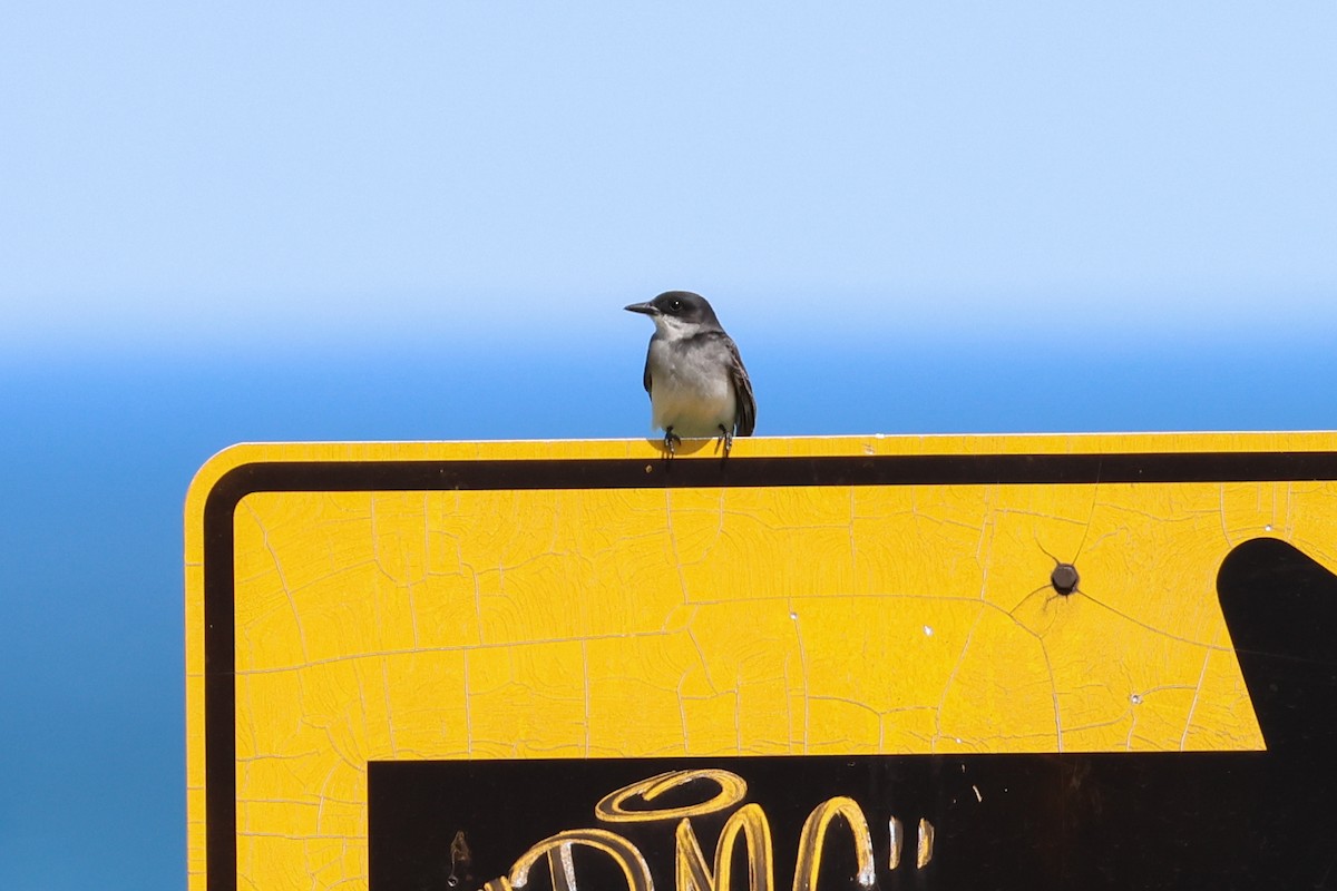 Eastern Kingbird - ML619613371