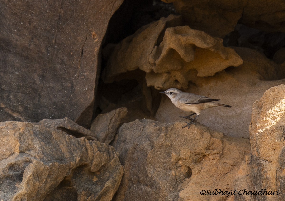 Persian Wheatear - ML619613378