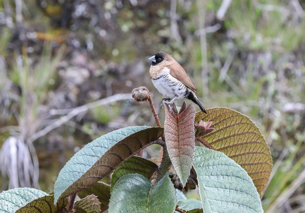 Snow Mountain Munia - ML619613379