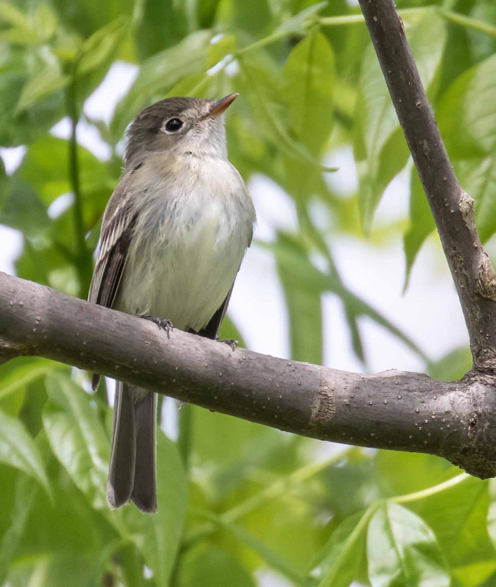 Least Flycatcher - David Crotser