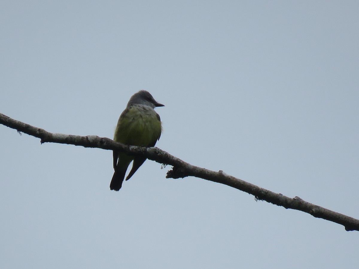 Western Kingbird - Phil Wegener