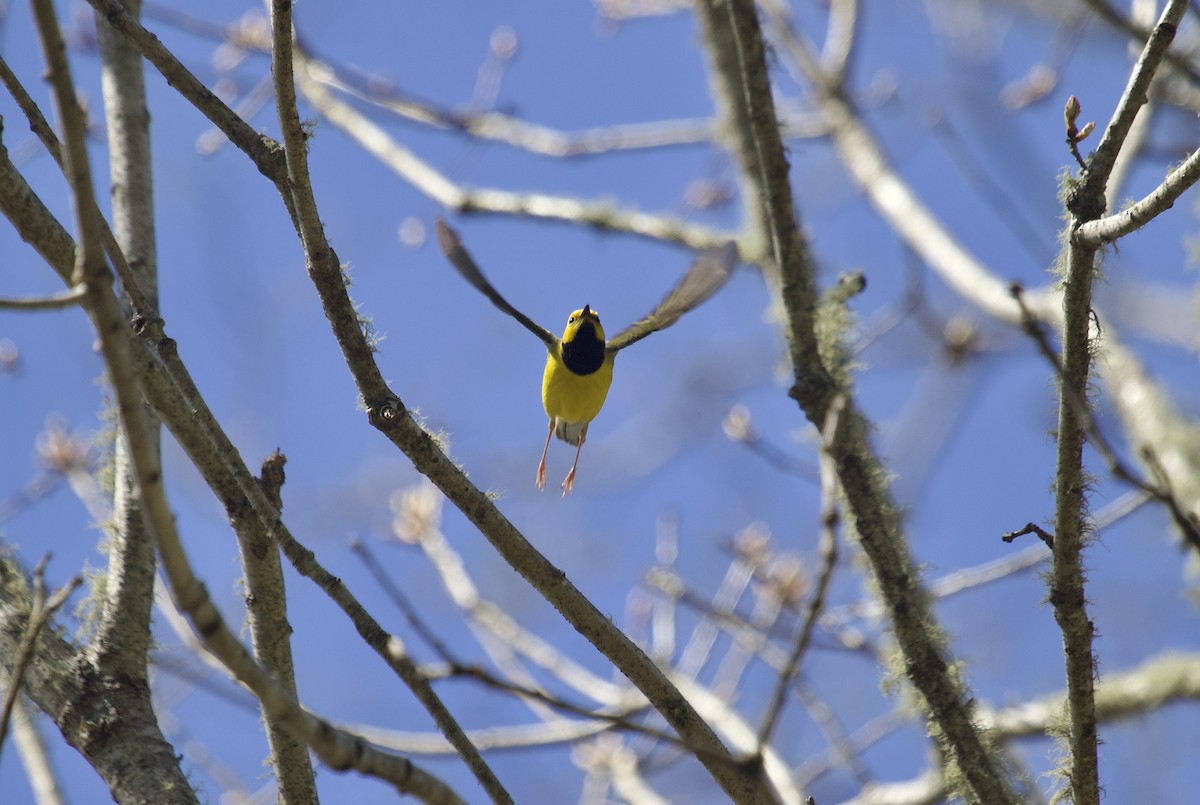 Hooded Warbler - Mary Keleher