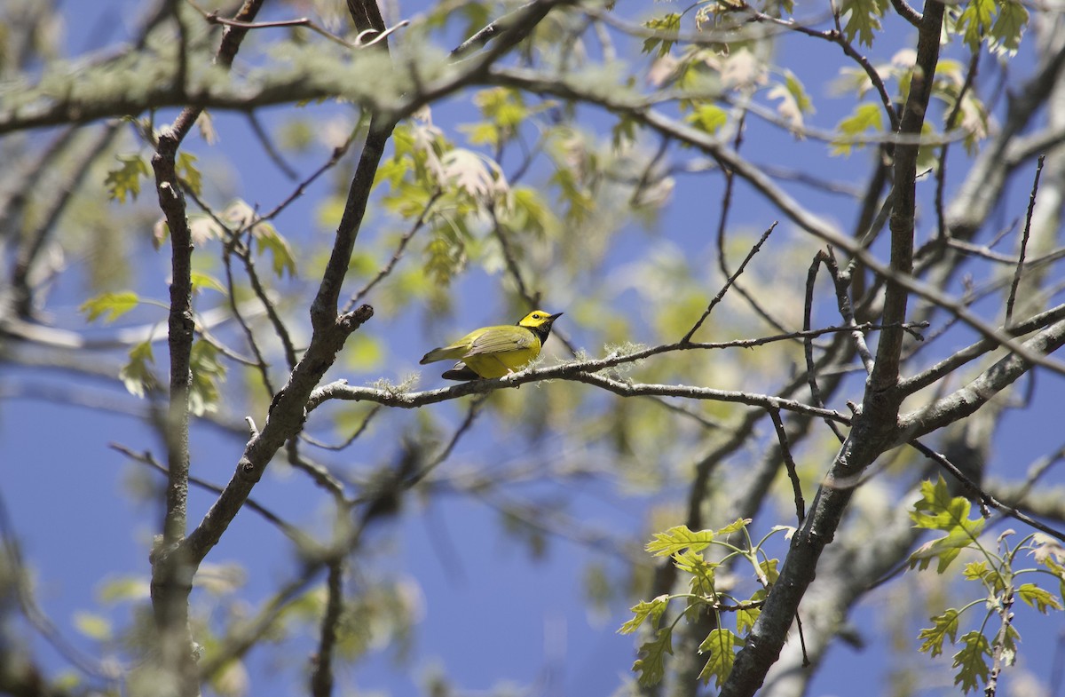 Hooded Warbler - Mary Keleher