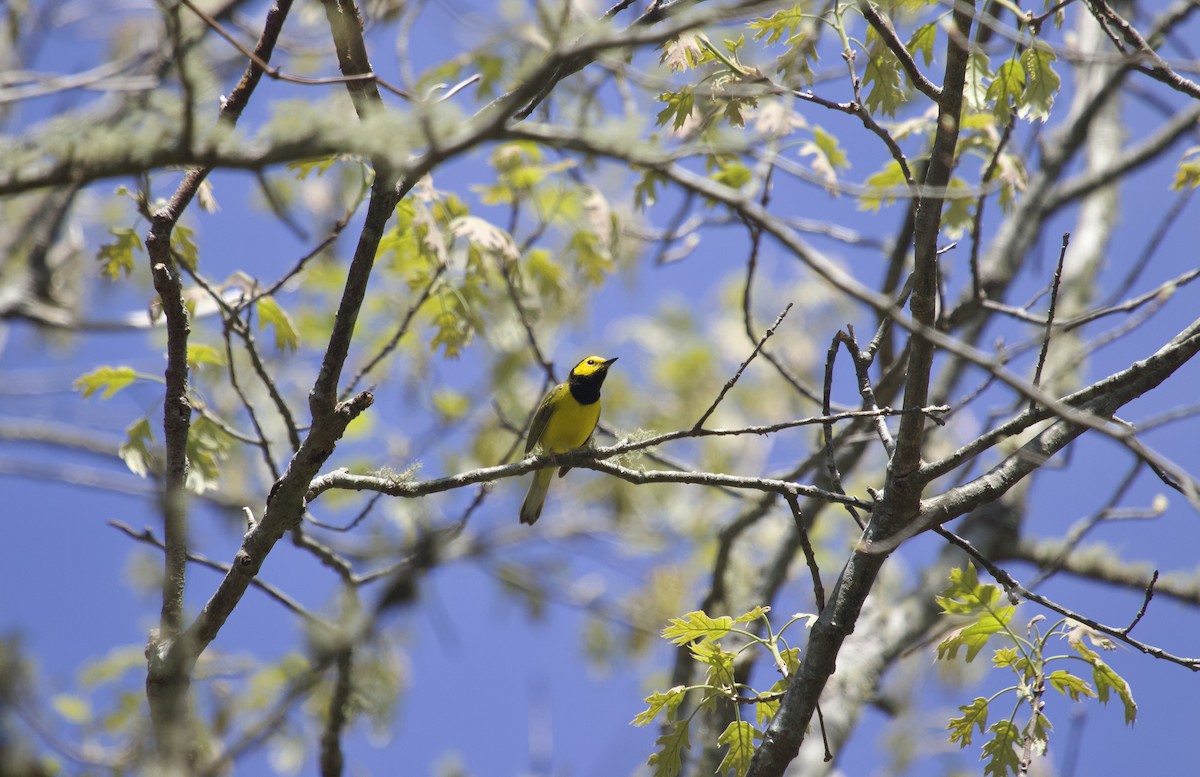 Hooded Warbler - Mary Keleher