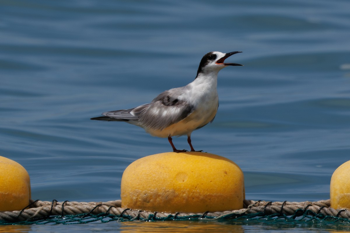 Common Tern - ML619613396