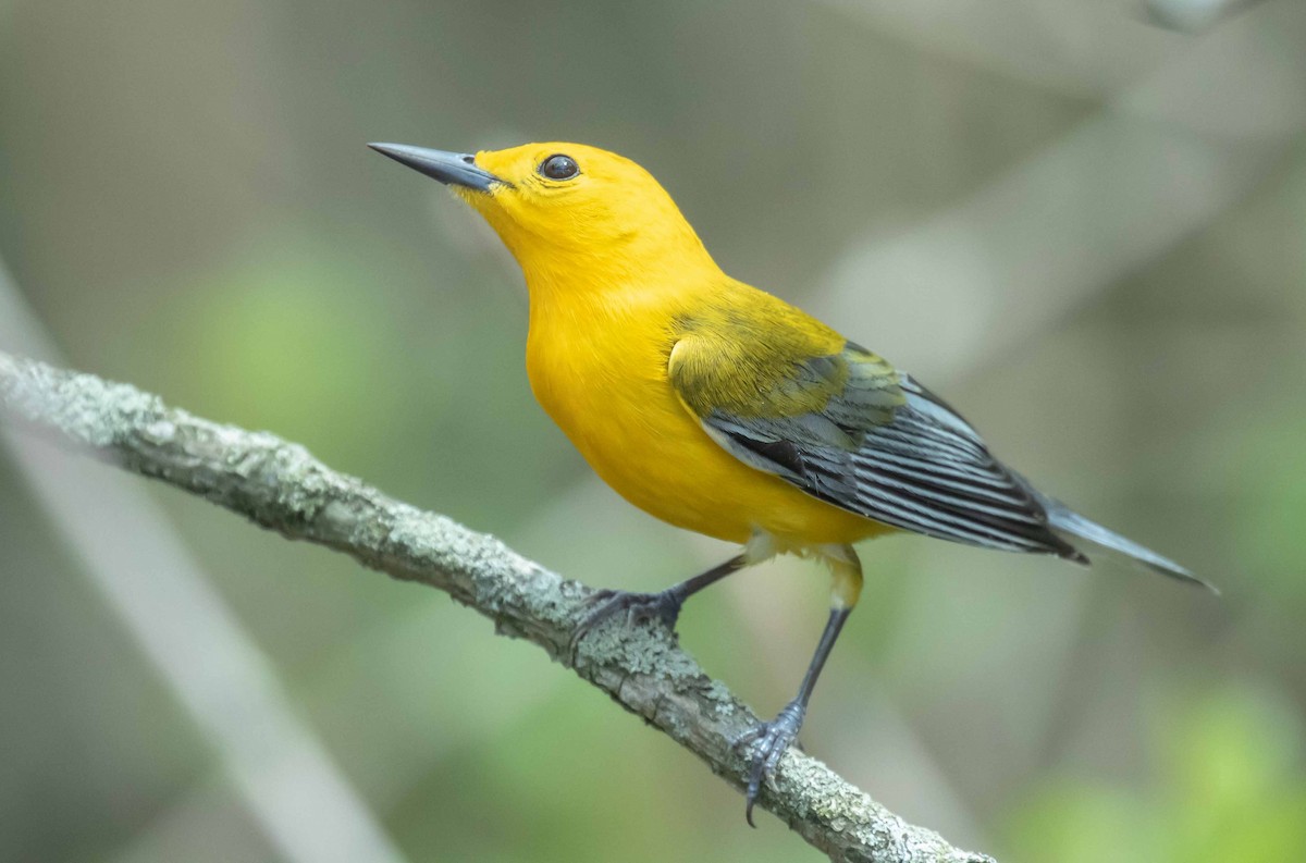 Prothonotary Warbler - David Crotser