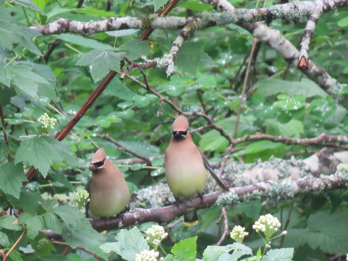 Cedar Waxwing - Phil Wegener