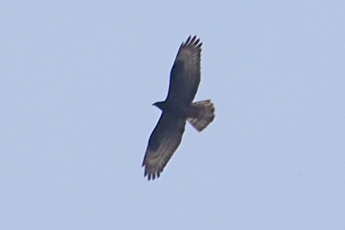 European Honey-buzzard - Donna Pomeroy