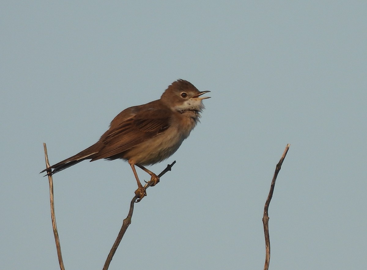 Greater Whitethroat - Gerald Moore