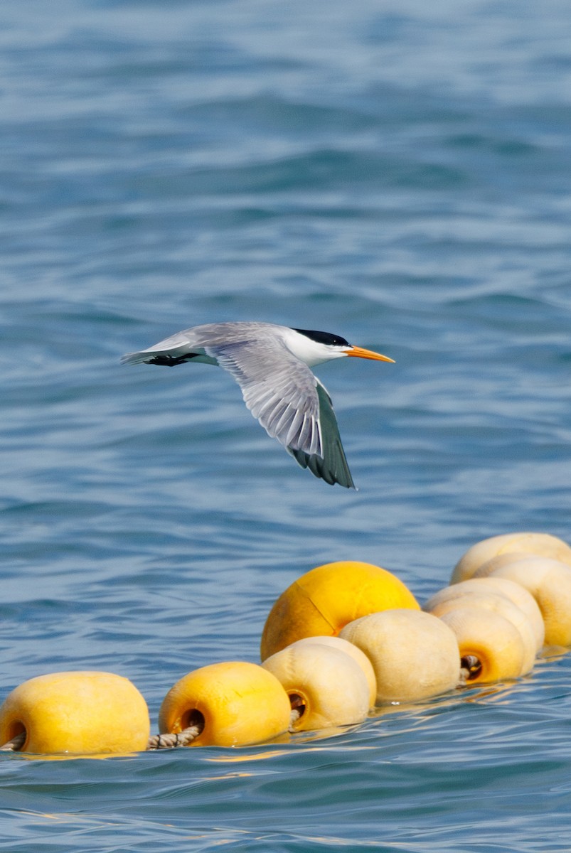 Lesser Crested Tern - Ng SH