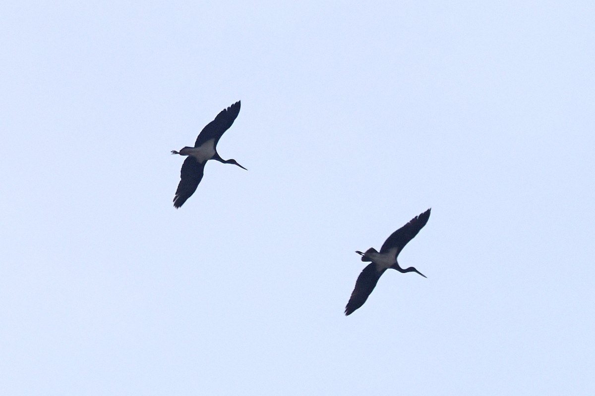 Black Stork - Donna Pomeroy