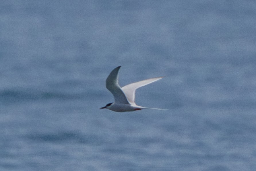 Roseate Tern - ML619613416