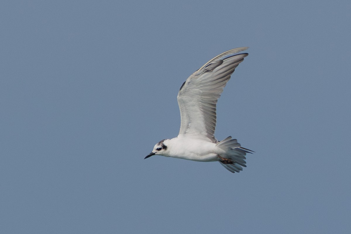 White-winged Tern - Ng SH