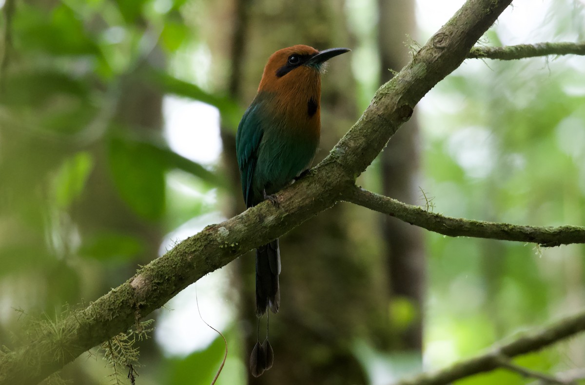 Broad-billed Motmot - David Brassington