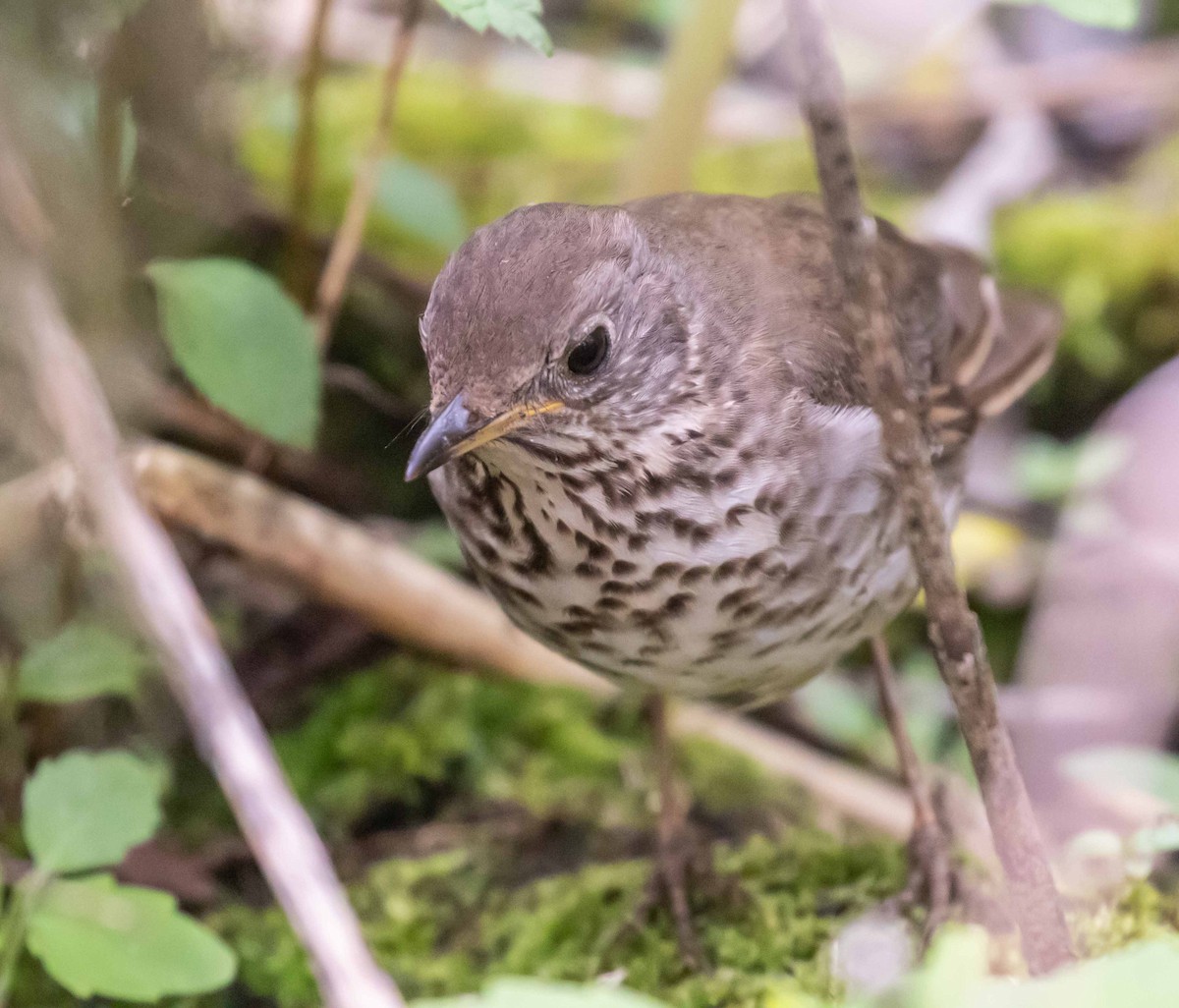 Gray-cheeked Thrush - David Crotser