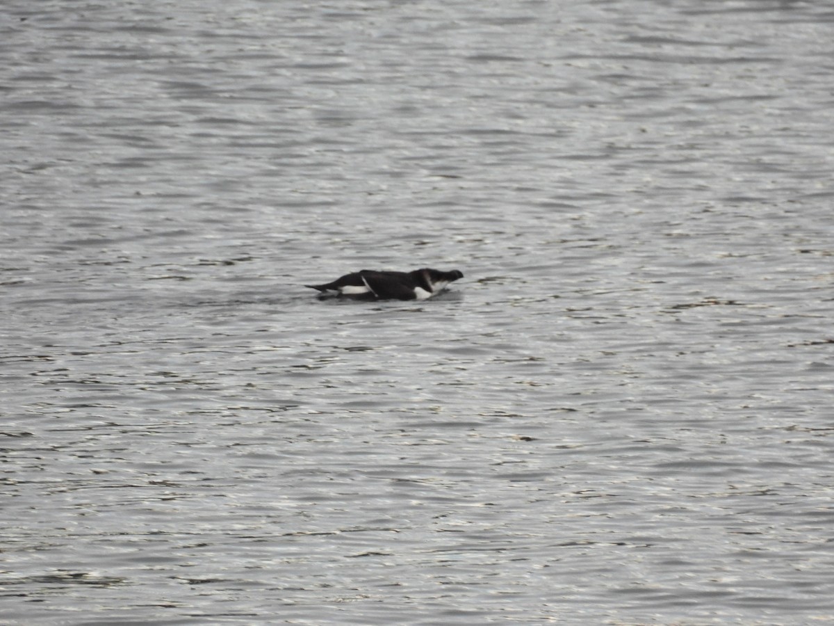 Razorbill - Sal Cosmedy