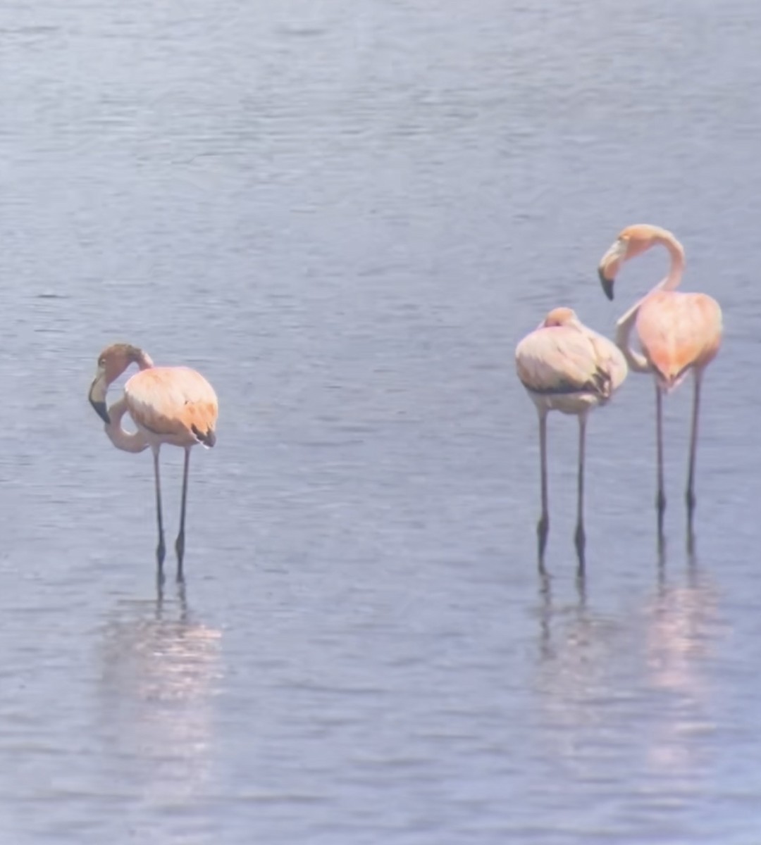 American Flamingo - Diane Klement