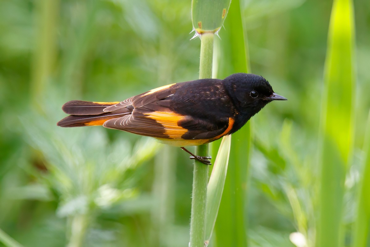 American Redstart - PJ Smith