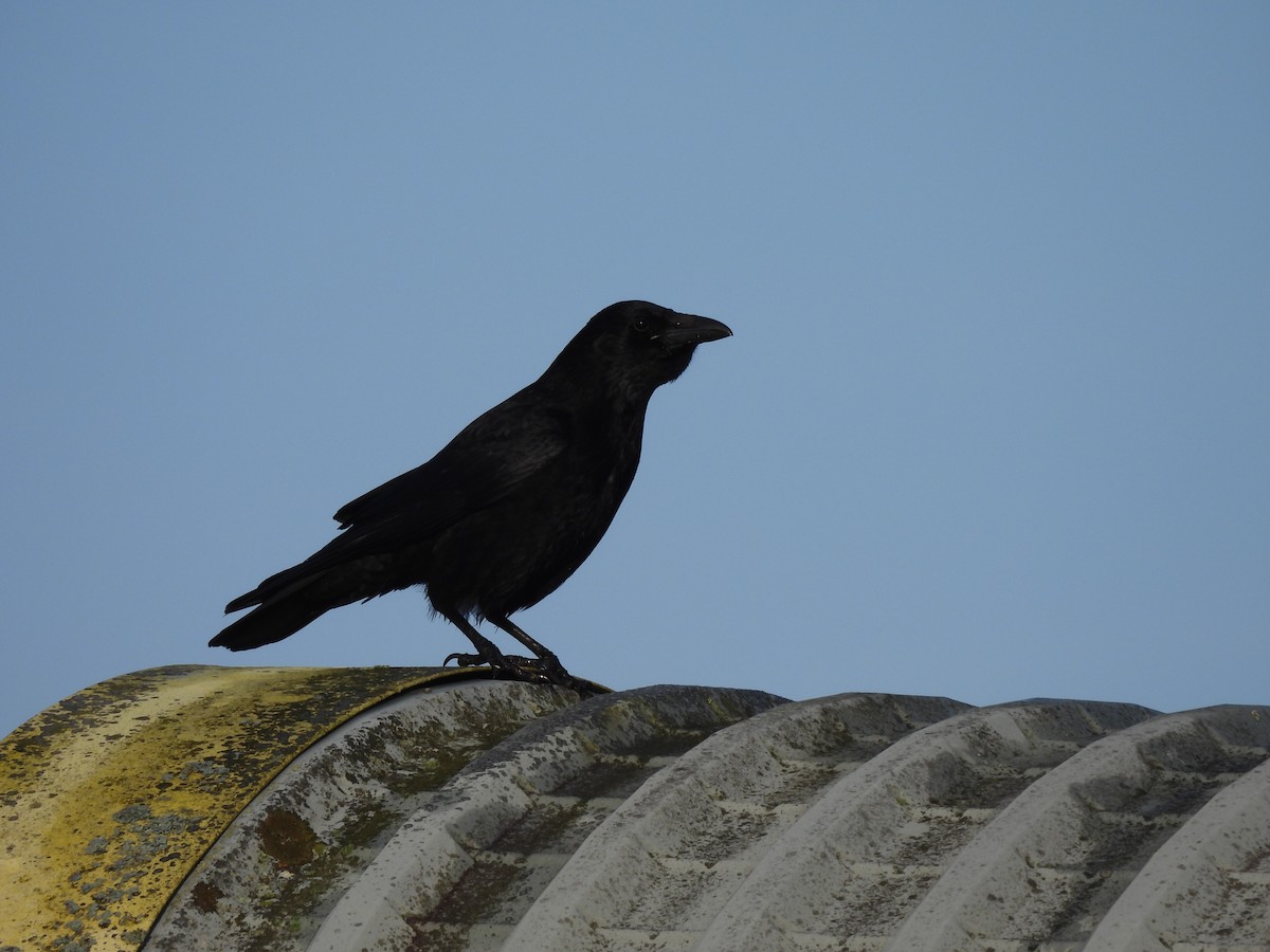 Carrion Crow - Gerald Moore