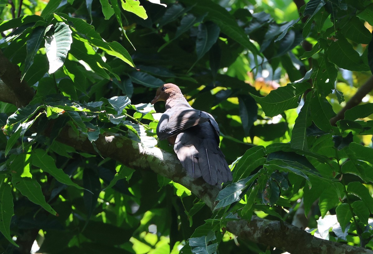 Philippine Cuckoo-Dove - Simon Pinder