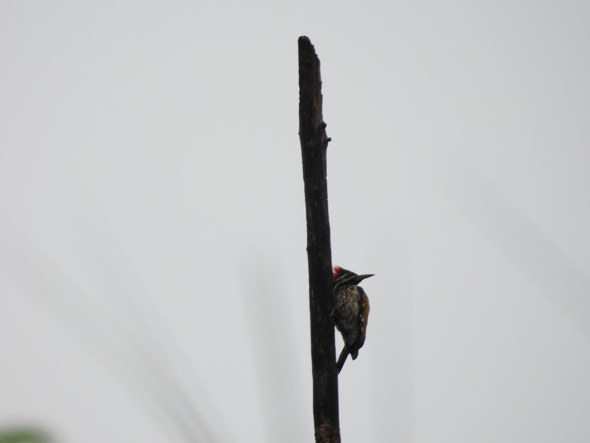 Black-rumped Flameback - Rahul Kumaresan