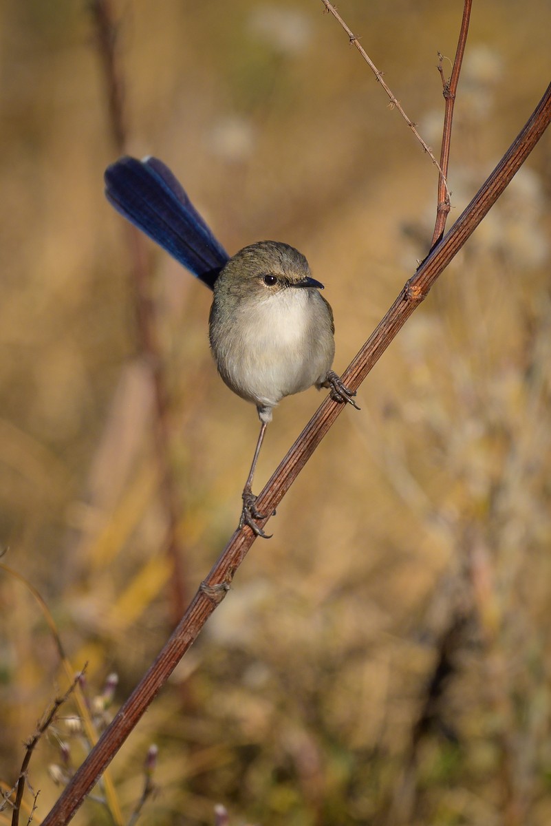 Superb Fairywren - ML619613455