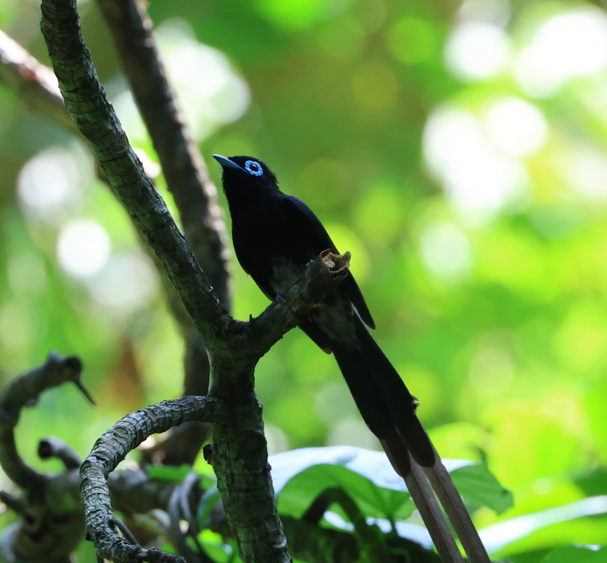 Black Paradise-Flycatcher - Simon Pinder