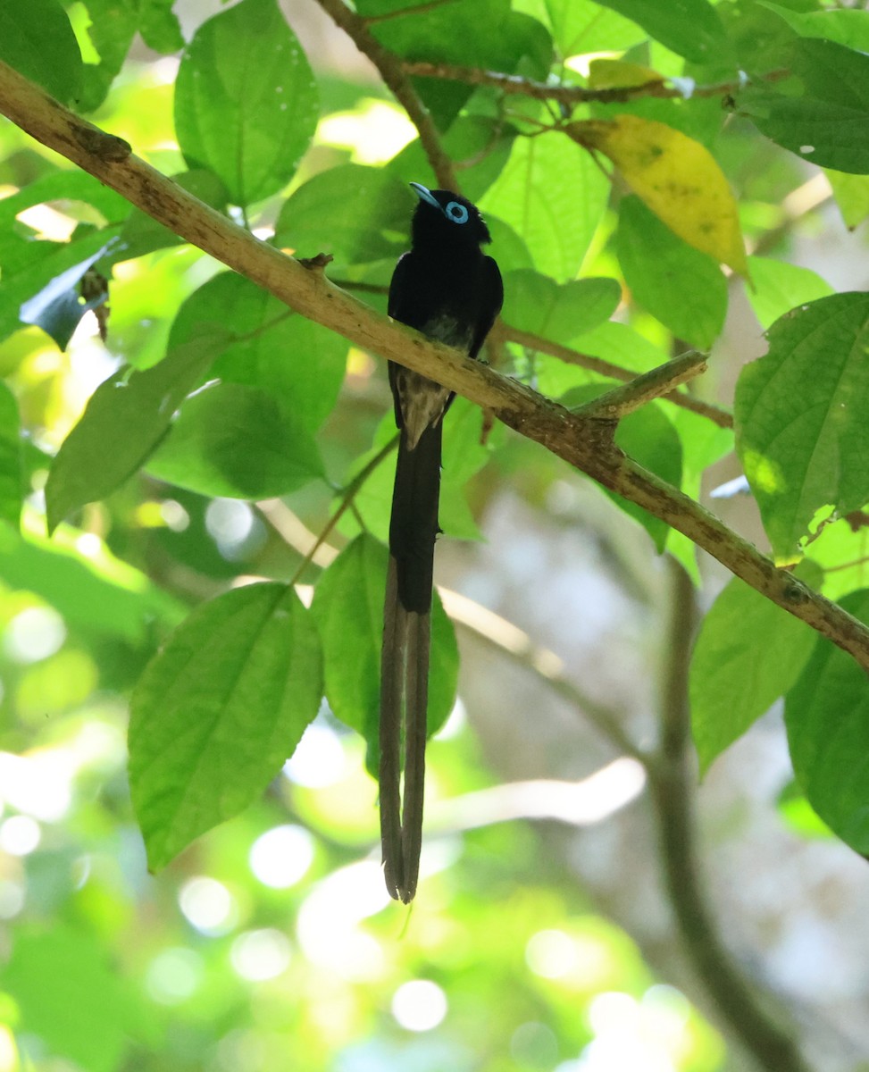 Black Paradise-Flycatcher - Simon Pinder