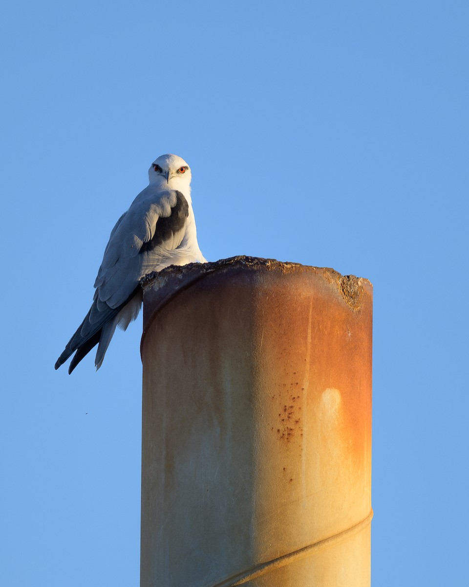 Black-shouldered Kite - ML619613460