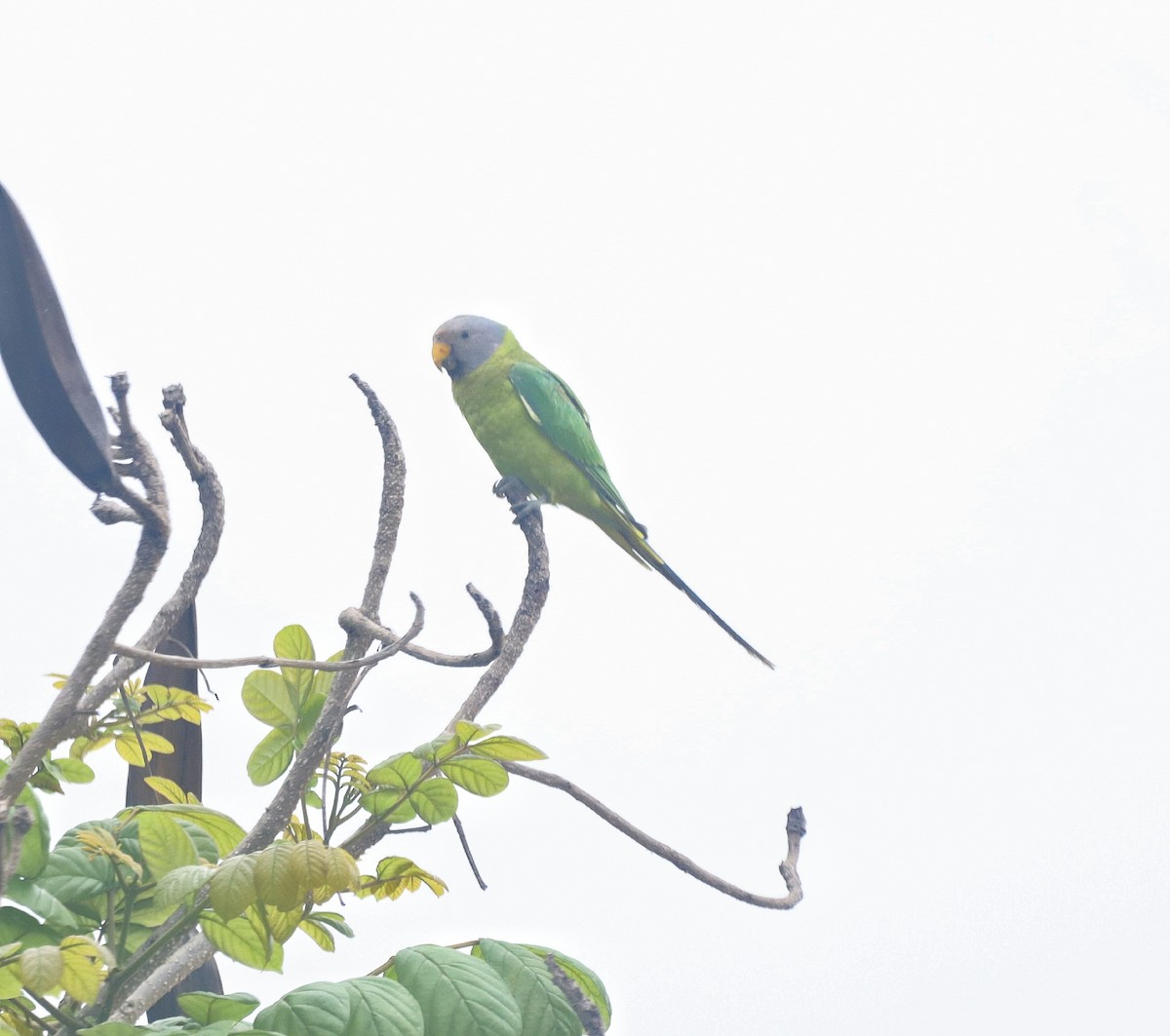 Plum-headed Parakeet - ML619613464