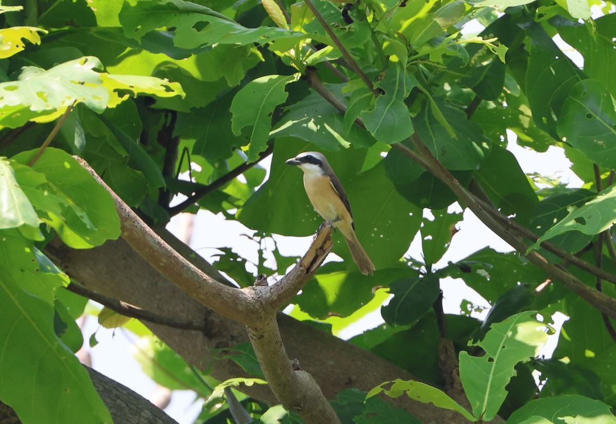 Brown Shrike - Simon Pinder