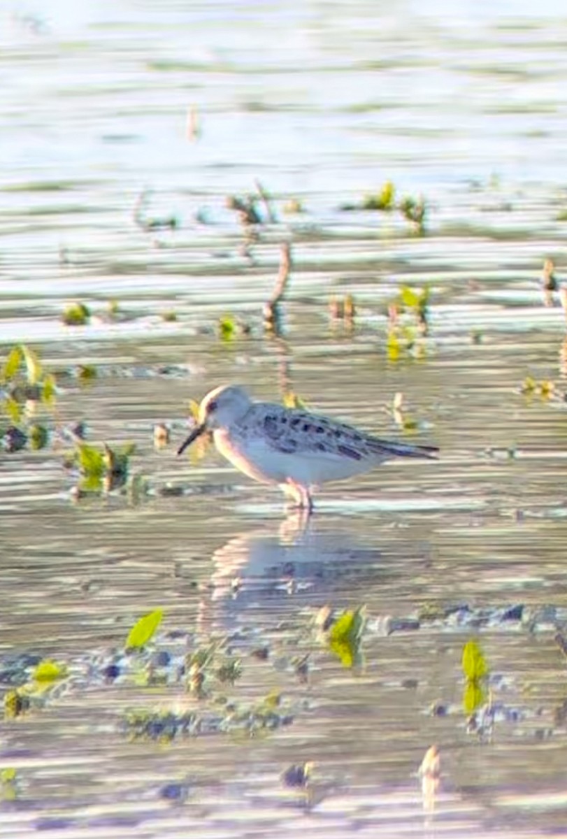 Sanderling - ML619613468