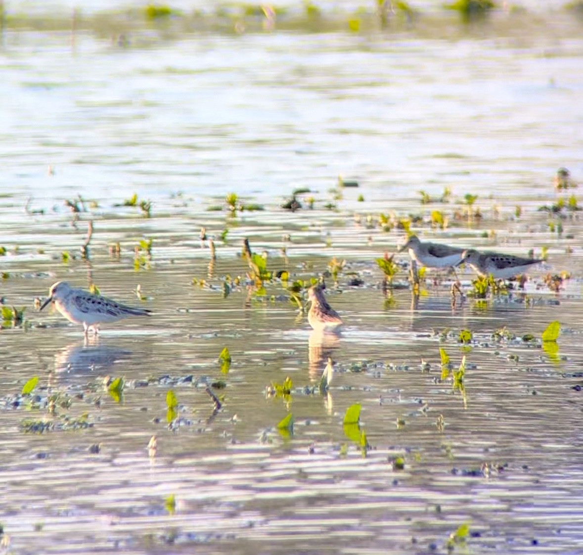 Sanderling - Alex Kittleson