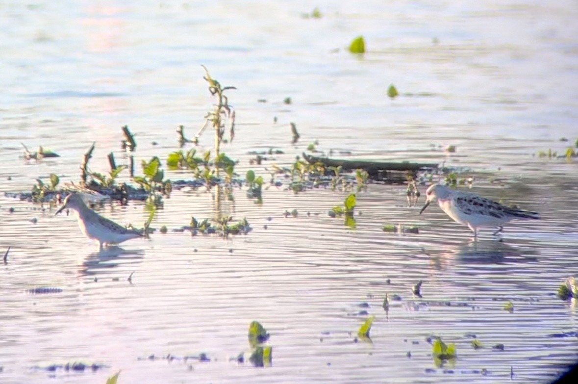 Sanderling - Alex Kittleson