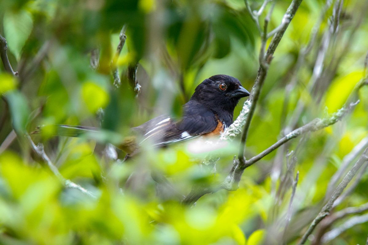 Eastern Towhee - PJ Smith